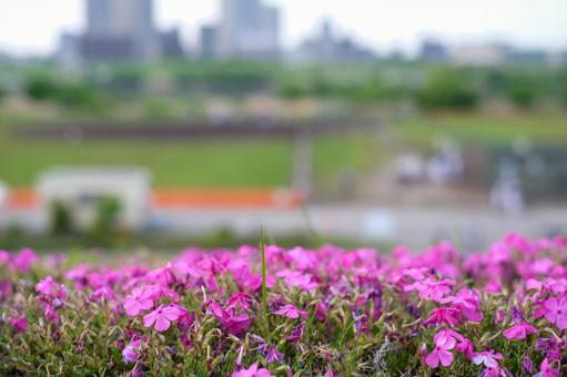 Moss Phlox at Shin-Arakawa Ohashi Green Space, JPG Moss Phlox at Shin-Arakawa Ohashi Green Space, JPG