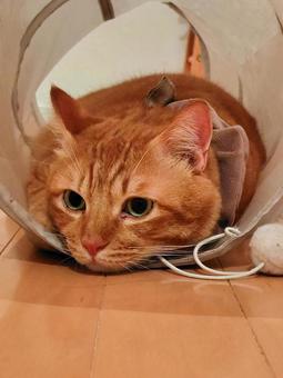 ボーっとひと休み ねこ,ベット,動物の写真素材