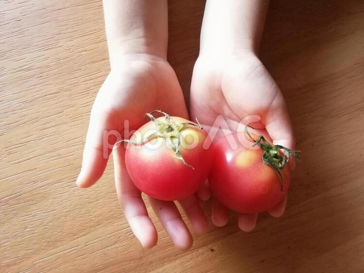 トマトを持つ子どもの手 子供,手,野菜の写真素材