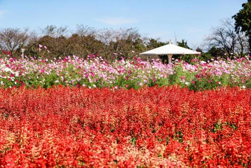 有明の森フラワー公園のサルビアとコスモス サルビア,赤,朱色の写真素材