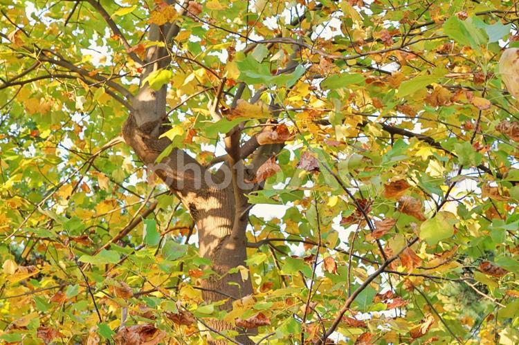 秋色の樹木 秋,紅葉,背景の写真素材