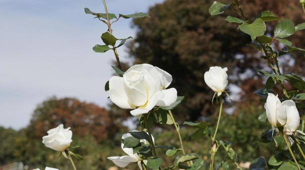 【花の写真】ばらの花 rose,植物,園芸の写真素材