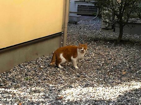 Stray cats in the streets of Tokyo, Japan, JPG Stray cats in the streets of Tokyo, Japan, JPG