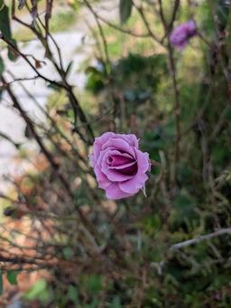 薔薇 薔薇の写真