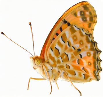 Photo, motyl, klipsownice, psd, 