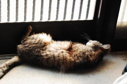寝ている猫 寝ている猫の写真
