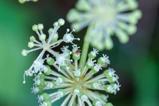 ウドの花 ウドの花 ウド,独活,ウコギ科の写真素材