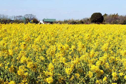 菜の花 空,背景,菜の花の写真素材