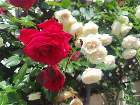 薔薇 薔薇 バラ,ローズガーデン,ピンクの写真素材