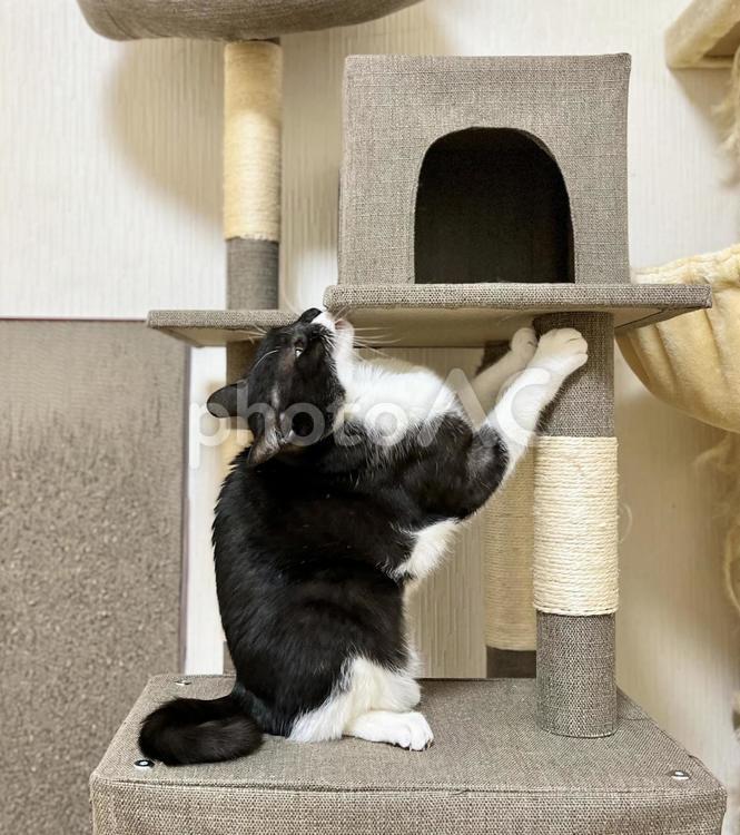 キャットタワーで爪とぎする白黒猫 猫,キャットタワー,ペットの写真素材