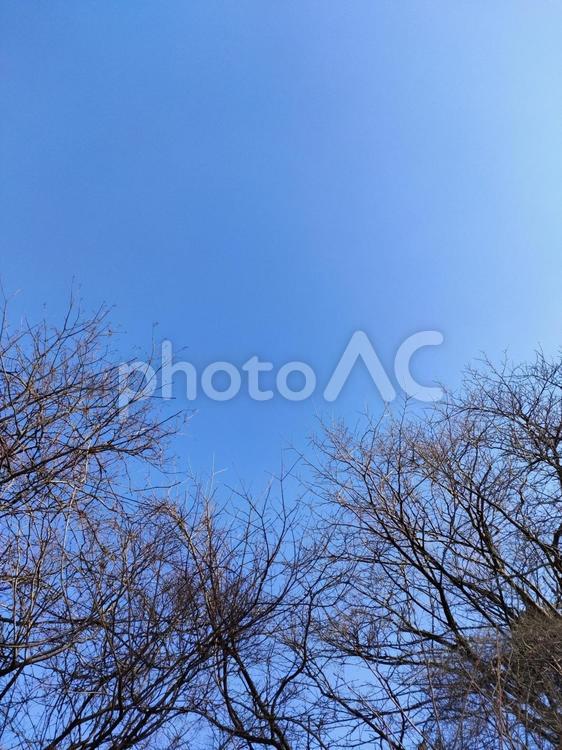 冬の澄んだ青空と枯れ木の枝が織りなす風景 青空,枯れ木,屋外の写真素材