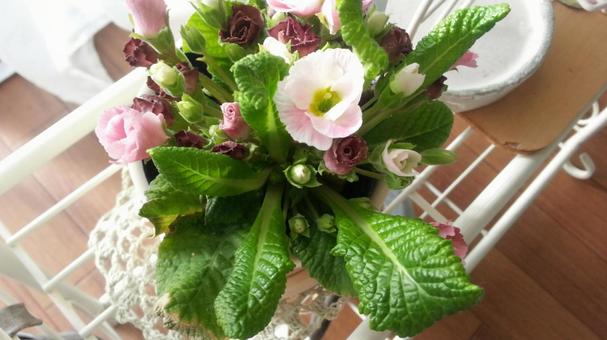 赤とピンクの花 赤とピンクの花の写真