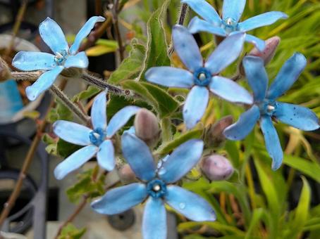 鮮やかな青いブルースターの写真