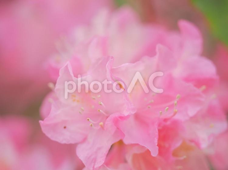 マクロ撮影した薄桃色の石楠花の花 石楠花,シャクナゲ,花の写真素材