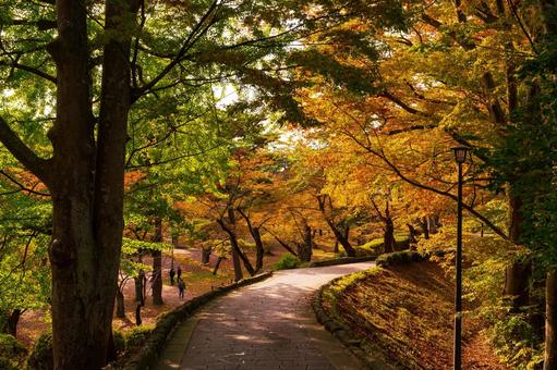 秋田市の千秋公園の秋景色 秋田市の千秋公園の秋景色 紅葉,公園,千秋公園の写真素材