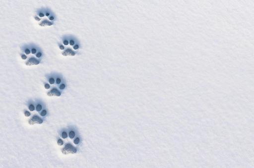 雪に残る猫の足跡の背景フレーム 雪に残る猫の足跡の背景フレームの写真