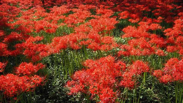 巾着田曼珠沙華公園・彼岸花の群生・日高市 巾着田曼珠沙華公園・彼岸花の群生・日高市 秋,巾着田,曼珠沙華公園の写真素材