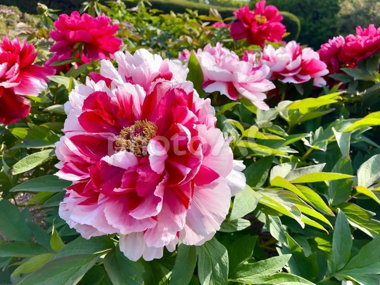 ボタンの花　二色咲き　 牡丹,ボタン,ぼたんの写真素材