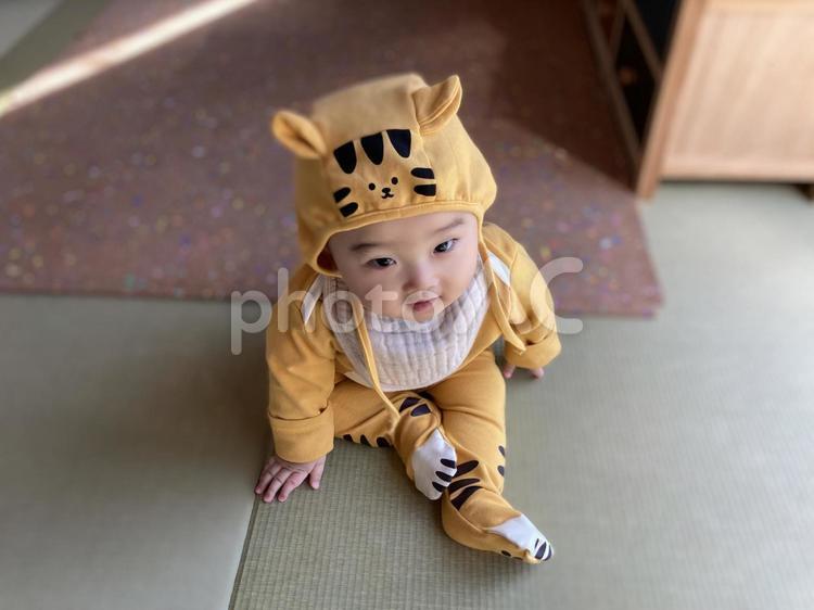 虎の服を着た赤ちゃん 赤ちゃん,baby,虎の写真素材