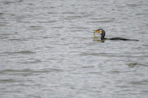 ウミウの若鳥⑽ ウミウの若鳥⑽の写真