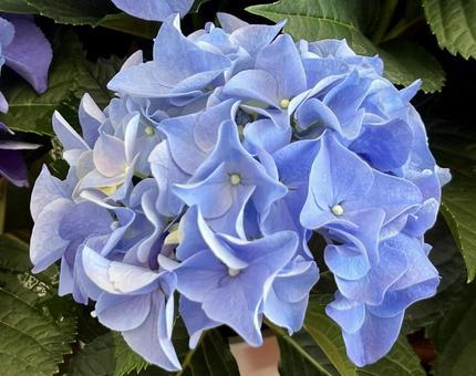 【花の写真】紫陽花の花 【花の写真】紫陽花の花 紫陽花,アジサイ,あじさいの写真素材