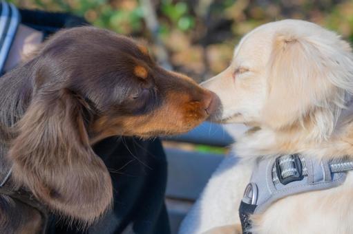 鼻をくっつけ合う2匹の犬 鼻をくっつけ合う2匹の犬 犬,ダックスフンド,白い犬の写真素材
