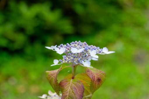 Photo, amount of sunflower, hydrangea, flower, 