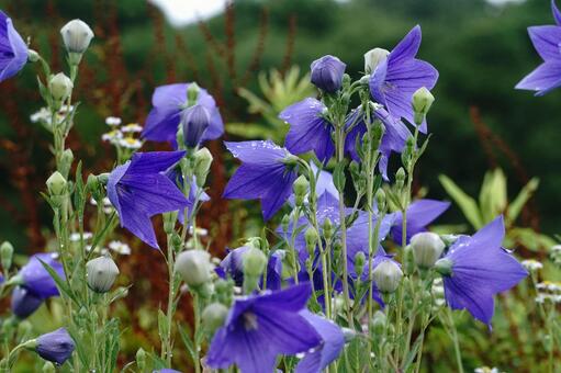 キキョウの花 キキョウ,花,風景の写真素材