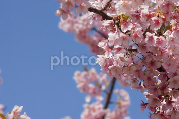 ピンク色が可憐な河津桜と青空２４－２ 河津桜,さくら,桜の写真素材