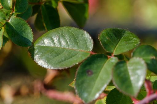 Rose leaves illuminated by the winter sun, JPG