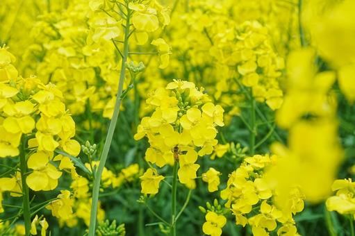 菜の花 菜の花,春,菜の花畑の写真素材