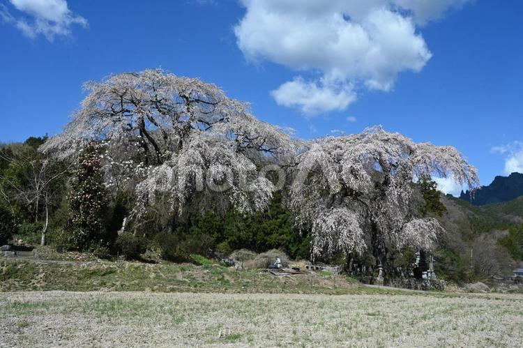 富岡市菅原にあるシダレザクラ 春,自然,桜の写真素材