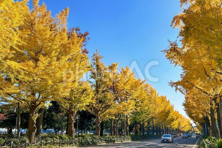 黄金色に染まったイチョウが圧巻の大通り イチョウ,紅葉,陽射しの写真素材