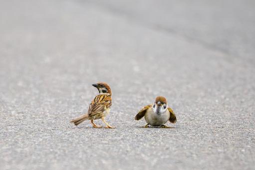 Sparrow (37), JPG Sparrow (37), JPG