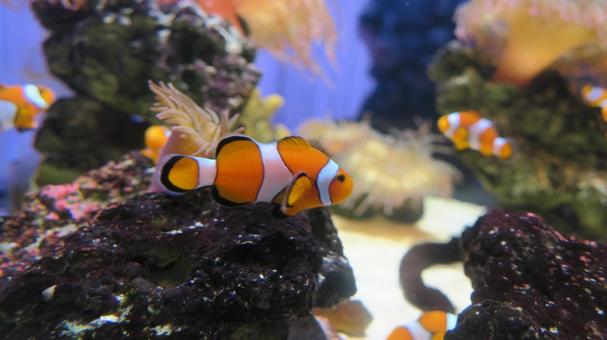 カクレクマノミ カクレクマノミ,魚,クマノミの写真素材