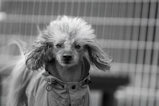 チャイニーズクレステッドのポートレート 犬,チャイニーズクレステッド,ペットの写真素材