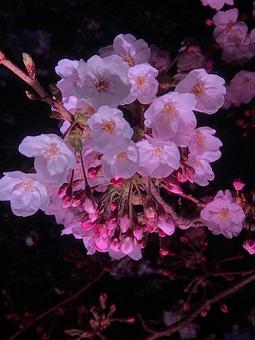桜 桜の写真