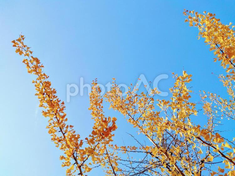 銀杏の木 銀杏,葉,自然の写真素材