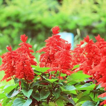 サルビアの花(1) サルビアの花(1)の写真