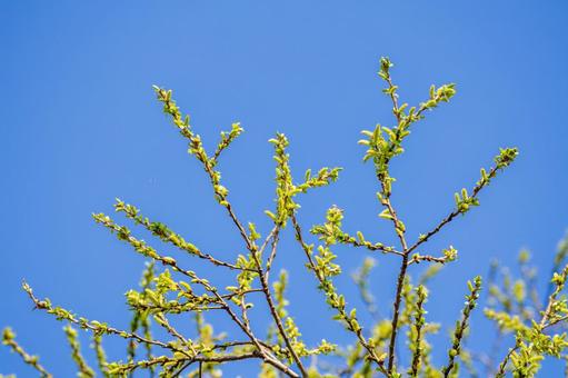 河原の新芽⑵ 河原の新芽⑵の写真