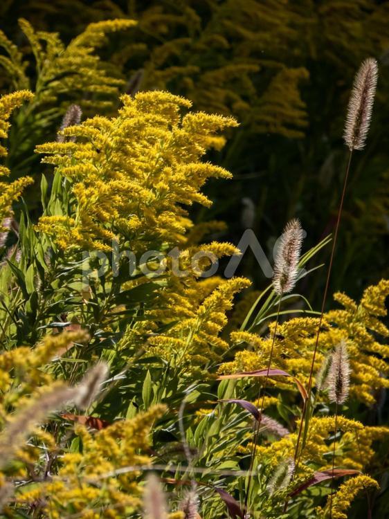 セイタカアワダチソウ セイタカアワダチソウ,花,黄色の写真素材