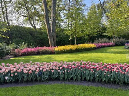 キューケンホフ公園 キューケンホフ公園 キューケンホフ,チューリップ,アムステルダムの写真素材