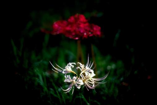 <Goto scenery> Red spider lilies blooming in the autumn grassland, JPG