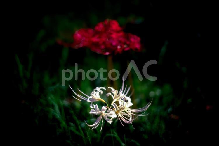 ＜五島の風景＞秋の草原に咲くヒガンバナ ひがんばな,秋,花の写真素材