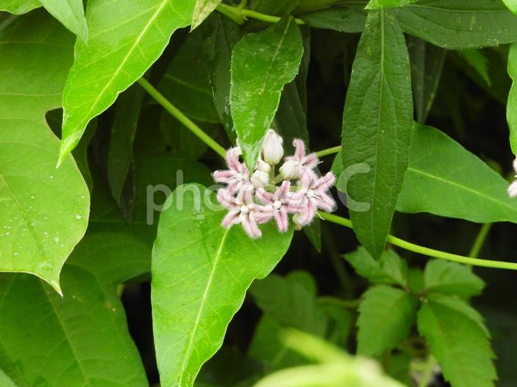 淡紫色のガガイモの花 淡紫色のガガイモの花,ガガイモ,蘿藦の写真素材
