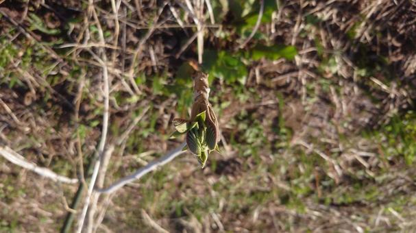Photo, walnut, spring, sprout, 