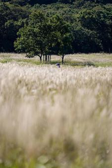 大分県　タデ原湿原のススキ 晩秋,11月,ビーナスラインの写真素材