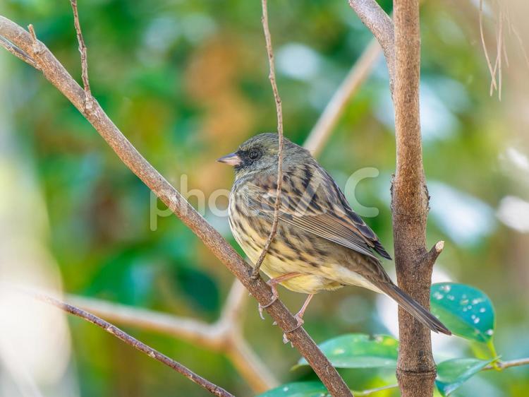 枝にとまるアオジ アオジ,野鳥,鳥の写真素材