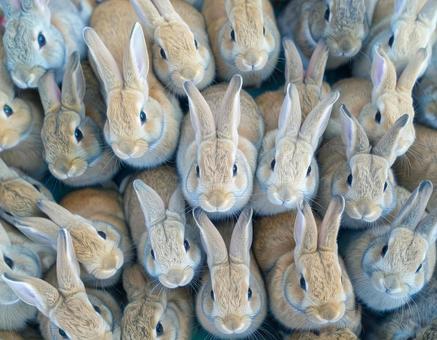 うさぎの群れの写真