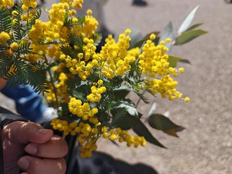 Mimosa, JPG Mimosa, JPG